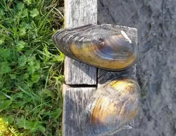 Retrait des poissons en prévision des travaux sur les berges du Grand Marchais